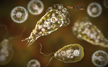 Brain-Eating Amoeba: рдХреЛрдЭрд┐рдХреЛрдб рдореЗрдВ рдПрдХ рдФрд░ рдорд░реАрдЬ рдареАрдХ, рдХреБрд▓ рдЪрд╛рд░ рд░рд┐рдХрд╡рд░реА....